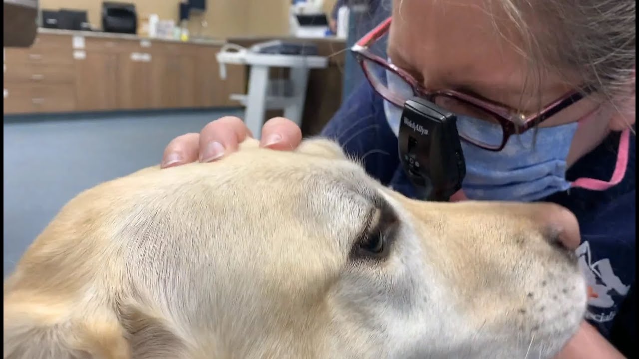 Vets of the Rockies – Izzy's Hospital Adventure During COVID