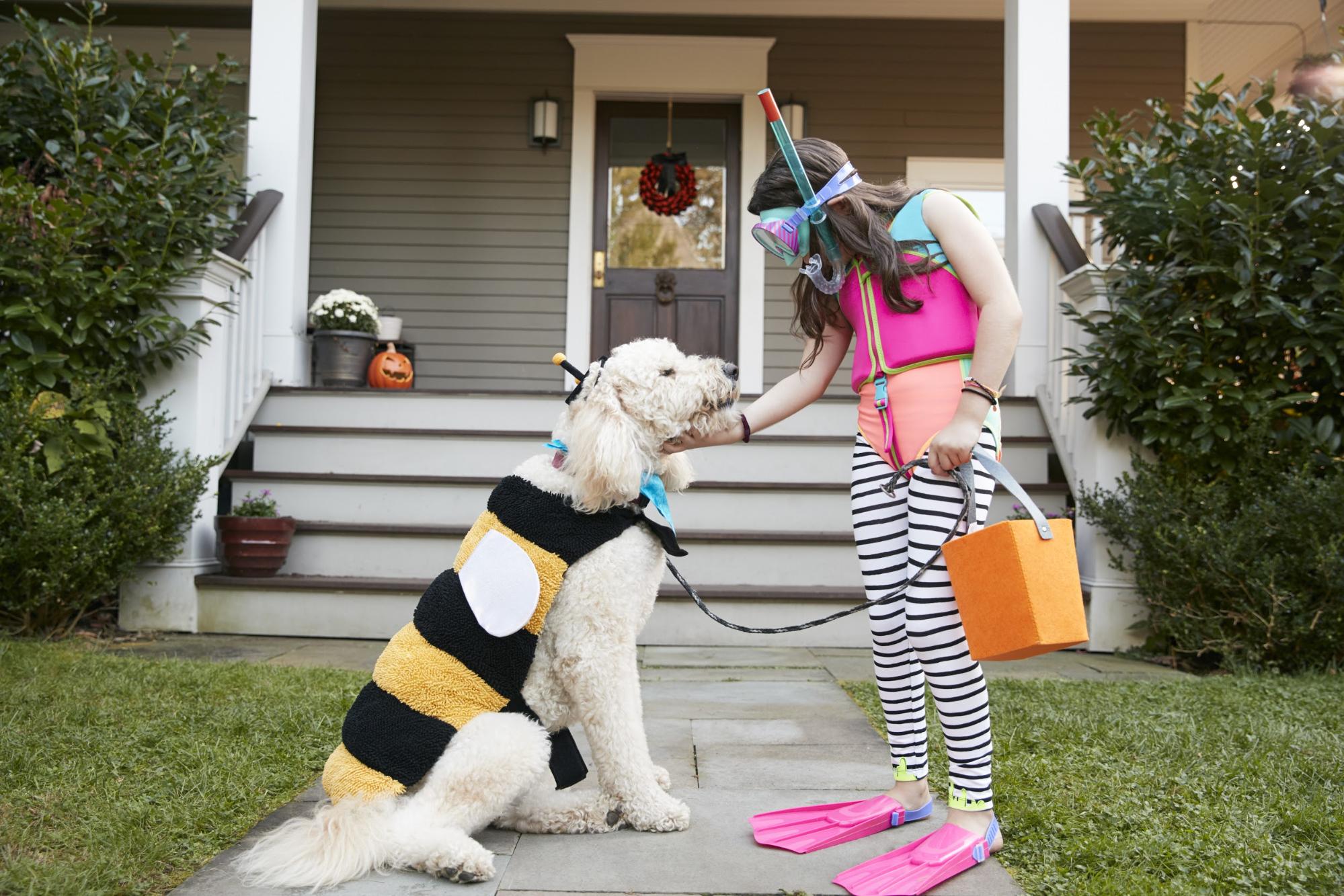 DIY Mini M&Ms Halloween Costume for Dogs