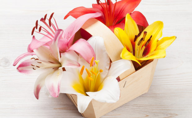 Are Easter Lily Plants Poisonous to Cats?