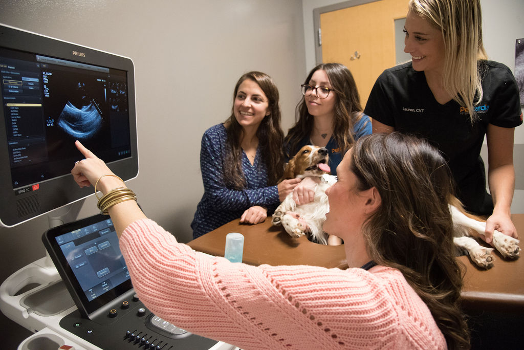 Veterinary Cardiology Specialists, Vet Cardiologist, Medical Imaging, Blood Pressure Check