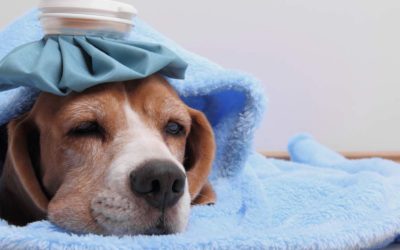 When to Seek Help for Your Pet from an Emergency Vet