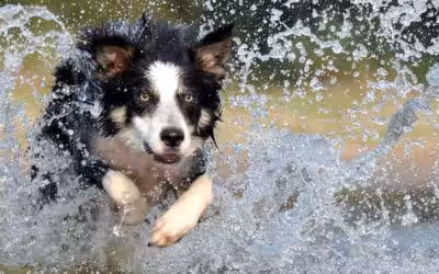 What You Should Know About Dog ACL Surgery