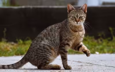 Cat Limping? Possible Causes and What to Do