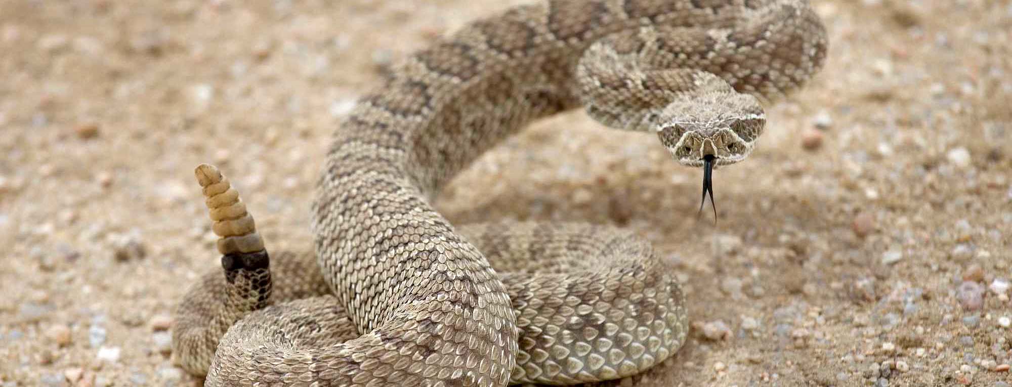 can you survive a rattlesnake bite