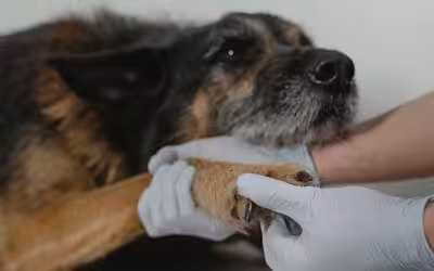 Veterinary Emergency Triage and What to Expect