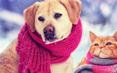 Cold weather pet safety: precautions for keeping dogs and cats safe during winter months
