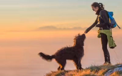 Hiking with a Dog: Pet Safety Considerations Before, During & After Your Hike