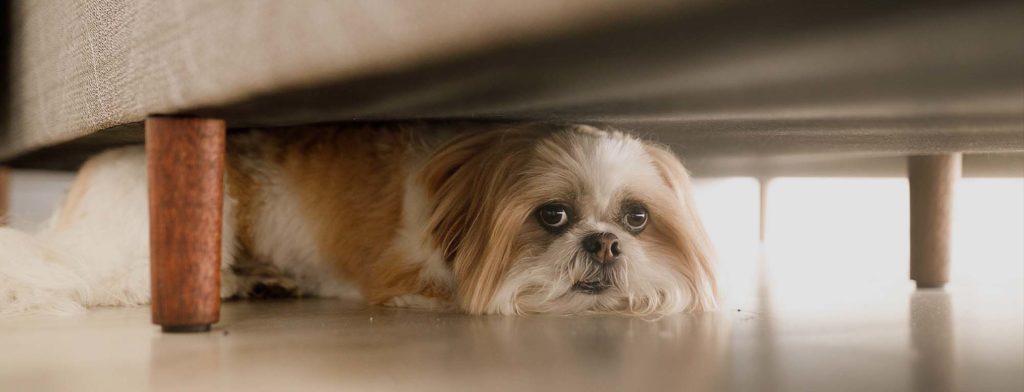 Tan and white shih tzu dog afraid of fireworks and cowering under a sofa during a 4th of July celebration.