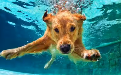 We’re excited for you to join us at these summer events in Castle Rock!