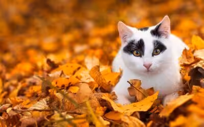 Find Us at These Fall Events in Castle Rock, from Halloween Haunts to Holiday Happenings.