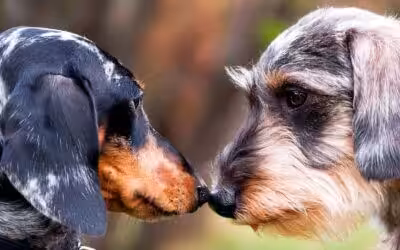 Kennel Cough: Understanding Canine Infectious Respiratory Disease Complex