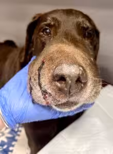 dog with snakebite