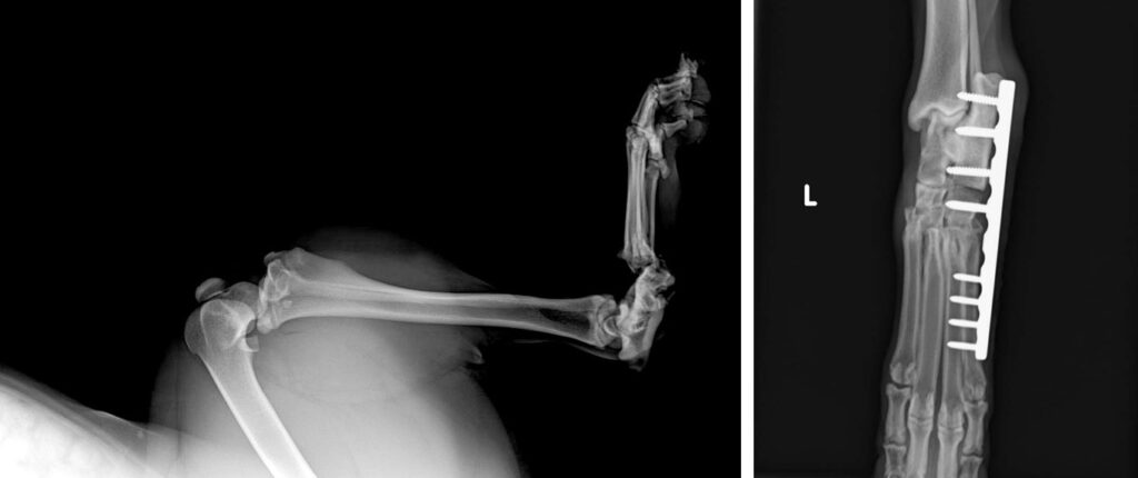x-ray of dogs leg pre- and post-operation