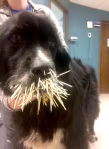 Dog and porcupine encounter