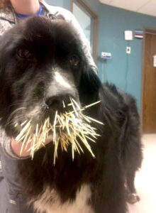 Dog and porcupine encounter