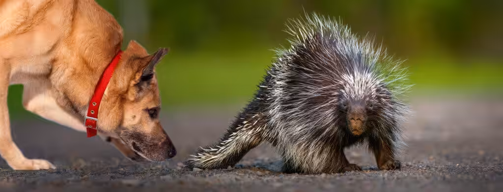 Blog - wildlife encounters